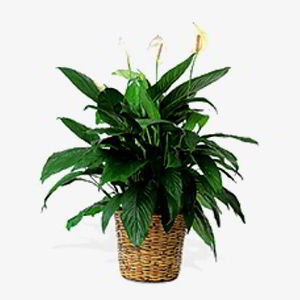 Randolph Florist | Peace Lily