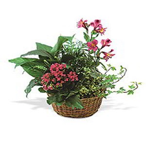 Randolph Florist | Kalanchoe Basket