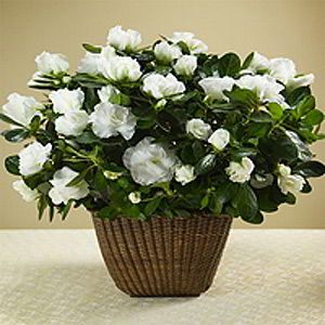 Randolph Florist | White Azalea