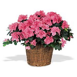 Randolph Florist | Pink Azalea