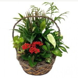 Randolph Florist | Indoor Garden