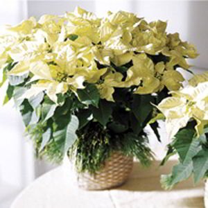 Randolph Florist | White Poinsettia