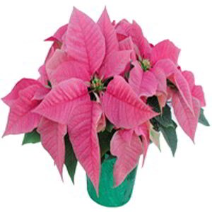 Randolph Florist | Pink Poinsettia