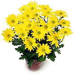 Randolph Florist | Yellow Mum
