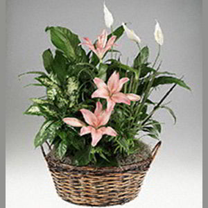 Randolph Florist | Lily Garden